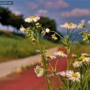 만경강길 5코스 이미지