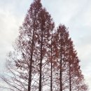 한반도리버2 | “양평 세미원·두물머리 반나절 코스🌿 배다리 인생샷 명소 총정리!”