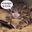 응 이미지