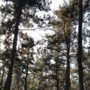 초례산 숲속 힐링로드 이미지