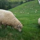 초록빛목장 이미지