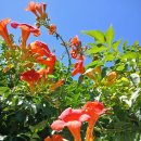 해피스타데이 이미지