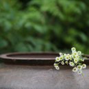 꽃이야기 이미지