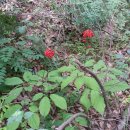 허브그린 이미지