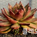 클레오