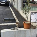 탑뷰카페 | 울산 러프로스터스, 커피 탑티어 기네스크림라떼 태화강뷰 카페 내돈내산 후기