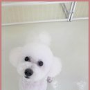 하이 멍뭉아 이미지