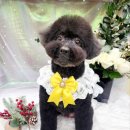 단델리온 견살롱 이미지