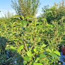 광동농장 이미지