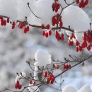 고향산천 Daum카페