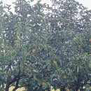 생명나무유치원 | 군산 오렌지동화나라 나운동 유치원/ 자연과 책이 함께하는 아이들의 세상