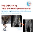 잠실베스트동물병원 수술재활센터 | 6.6kg, 10살, 고관절탈구: FHNO 대퇴골두목절단수술 케이스, 뒷다리를 잘 딛지 못해요, 갑자기 다리를...
