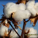 목화농장 이미지