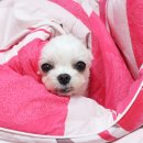 그르르르(grrr!) 이미지