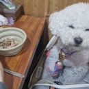 똥깡아지애견샵 | 제주애견동반여행1일차 모슬포부두식당 제주맛집 대방어맛집 애견동반식당 구름이가 가봤어요=>2탄