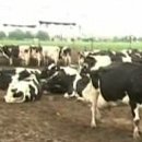 중부목장 이미지