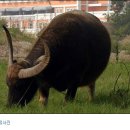 로데