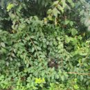 임곡동주민센터 | 파크골프채 세트 후기와 세종 라운딩 파크골프장