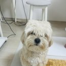 바비숑펫살롱 이미지