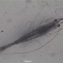 보리수산 이미지