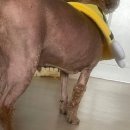 성심메디칼 | [기록용] 강아지 림포마(림프암) 의심, CT촬영 후기, 지방종 제거 &lt;대전 성심메디컬 센터&gt;