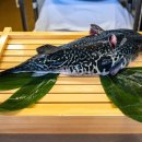 일품 복어 이미지