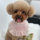 뽀송그루밍 이미지