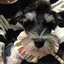 맨앤독 애견카페 이미지