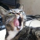 안녕, 그루밍 이미지