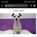 퍼플댕댕 이미지