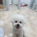 라앤도그