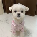 개님은 털빨 네이버블로그