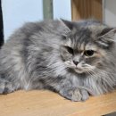 제천동물보호센터 이미지