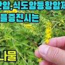 짚신나물(선학초)―위암, 식도암, 간암 등 항암제와, 위장병, 간질환, 각종 내출혈, 강심, 대하, 종기, 설사, 이질 등에 효능이 있 이미지