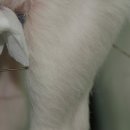 이윤권한방동물병원