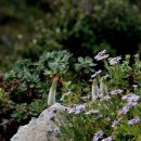 바위 솔 이미지