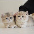 탐나는 고양이 이미지