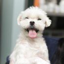 포포동물병원 이미지