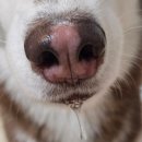 하이비오 | 하이비오 강아지 프리미엄 황태채 원기회복에 좋은 저염 간식 후기