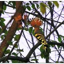 새(금호) 이미지