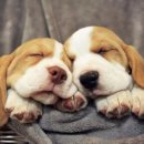 꿈꾸는 강아지 이미지