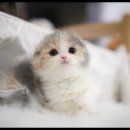 아담스펫 강아지분양 고양이분양 강남점 이미지