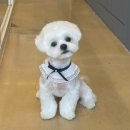 붕가붕가샵 이미지