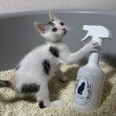 펫 포포즈 | [랙돌열한스푼] 고양이모래탈취제 후기 🐾 코튼 포포즈 MCOD 미생물