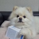 하나바이오 | 강아지고관절 관리 시작한 이유, 세인트바이오랩스 강아지관절영양제 급여 후기