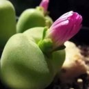 다육세상 이미지