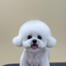 쭈 애견미용 이미지