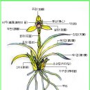 한국춘란(韓國春蘭) 번식(繁殖)의 이해/01(한번기4) 이미지