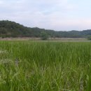 우포가시연꽃마을 이미지