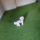 강아지봄 이미지